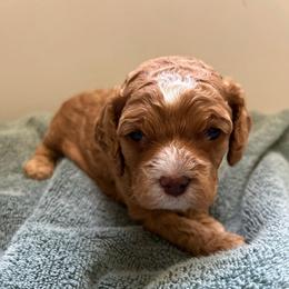 Bronco - Red male Cockapoo puppy in Egg Harbor City, New Jersey from Grace Given Cockapoos (GGC)