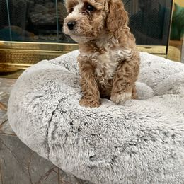 Maltese, Poodle, and Shih Tzu Puppies from Happy puppies