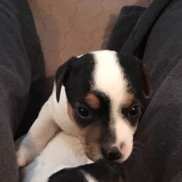Jack Russell Terrier Puppies from Rock Chalk Terriers