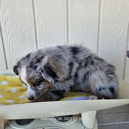 Lumi - Toy Australian Shepherd puppy from Halfpint Aussies