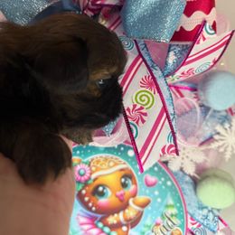 Divinity - Sable female Shih Tzu puppy in Russellville, Kentucky from The Patriot Tzu