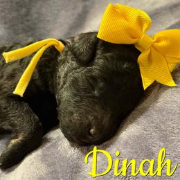Dinah - Phantom female Poodle puppy in Independence, Kansas from Malone Standard Poodles