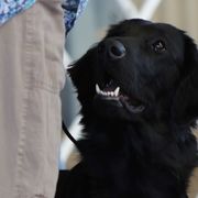Landy - Flat-Coated Retriever