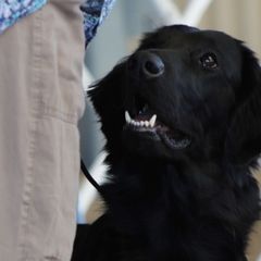 Landy - Flat-Coated Retriever