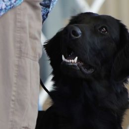 Landy - Flat-Coated Retriever