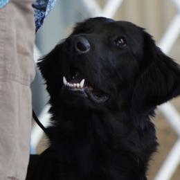 Landy - Flat-Coated Retriever