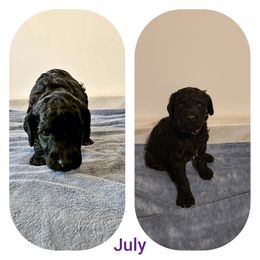 Poodle Puppies from Paw Print Poodles