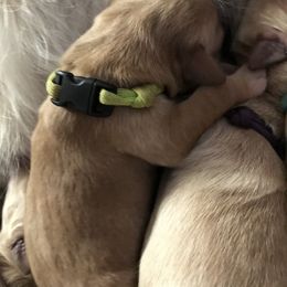 Boy 4 - Golden Retriever puppy in Argyle, Texas from Randalls Golden Retrievers