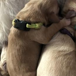 Boy 4 - Golden Retriever puppy in Argyle, Texas from Randalls Golden Retrievers