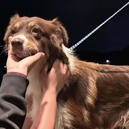 Storm - Miniature Australian Shepherd