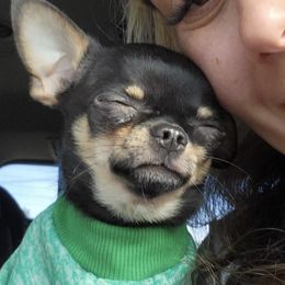 Chihuahuas from Island Vibez Chihuahuas