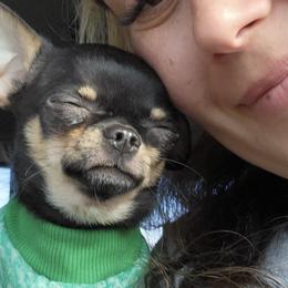 Chihuahuas from Island Vibez Chihuahuas