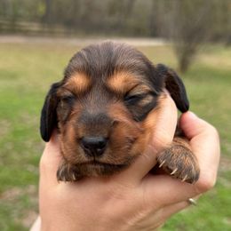 Celaena - Red female Dachshund puppy in Troup, Texas from East Texas Dachshunds