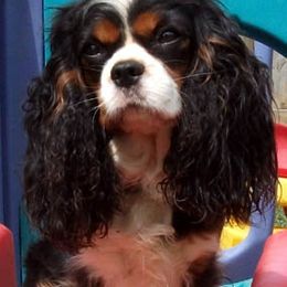 Cavalier King Charles Spaniel All Grown Up from Claymoore Cavaliers