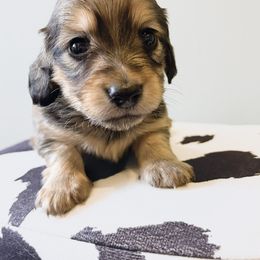 Maple 3500 - Cream female Dachshund puppy in Sylvania, Alabama from Yancey’s Doxies