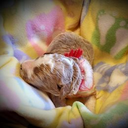 Australian Labradoodle, Double Doodle, Goldendoodle, and Labradoodle Puppies from Lake Mountain Doodle