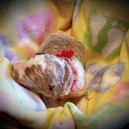 Australian Labradoodle, Double Doodle, Goldendoodle, and Labradoodle Puppies from Lake Mountain Doodle