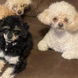 Aussiedoodles, Poodles, and Yorkshire Terriers from Scroggins Creek Doodles