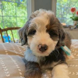 Brew - Merle male Bernedoodle puppy in Sherman, Illinois from Shirl Doodle Life