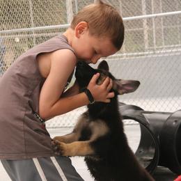 Shiloh Shepherd Puppies from Solace Shilohs