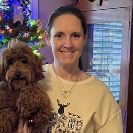 Goldendoodles, Maltese, Maltipoos, and Poodles from Dream Paws Puppies, LLC