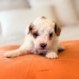 Champagne Toast - Parti male Goldendoodle puppy in Sallisaw, Oklahoma from Huddle Puppies