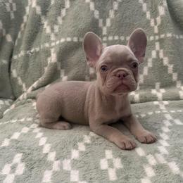 Jack - Tricolors male French Bulldog puppy in Fulton, Missouri from FamLee Frenchies
