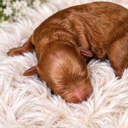 Chanel - Apricot female Poodle puppy in Atlanta, Georgia from ATLANTA POODLE BREEDER (AKC)