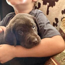 Hershey (red collar) - Chocolate male Labrador Retriever puppy in Bandera, Texas from The Sugar & Spice Ranch Labrador Retrievers