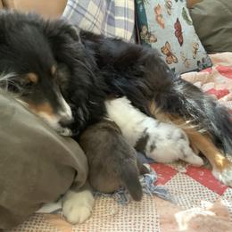 Shetland Sheepdog Puppies from Kochar Shelties