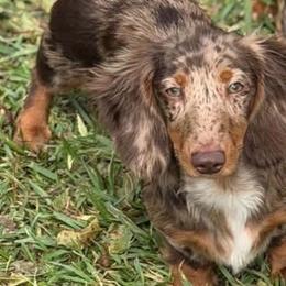 Rowdy - Dapple male Dachshund puppy in Maidsville, West Virginia from L&B Lowriders