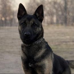 Serious male. Not your average pup. - Black sable male Belgian Malinois puppy in Dallas, Texas from RoyalHaus Malinois