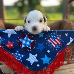 America - Blue merle female Miniature Australian Shepherd puppy in Doddridge, Arkansas from Huddleston Farm