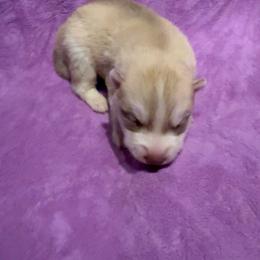Girl 5 - Red and white female Siberian Husky puppy in Westfield, Vermont from Snowdancer Kennels, Reg