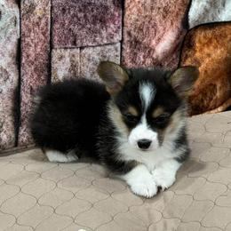 Boy 1 - Black and tan male Pembroke Welsh Corgi puppy in Visalia, California from VIP Stables