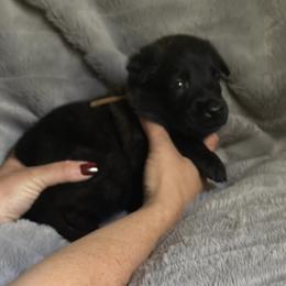 Diamond - Fawn sable female Belgian Malinois puppy in Chino, California from BlueStone K9