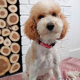 Sophie - Poodle
