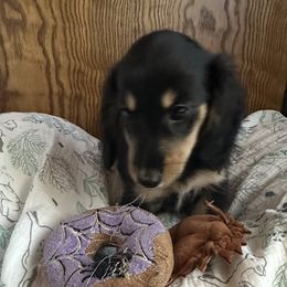Boy 3 - Black and cream male Dachshund puppy in Wolf Lake, Indiana from Canisteo Dachshunds