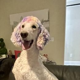 Goldendoodles and Poodles from Goldendoodles at poppy’s Ranch