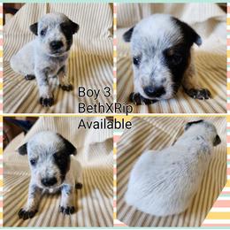 Boy 3 - Blue male Australian Cattle Dog puppy in Bradford, Arkansas from Cedar Rock Heelers and Kelpies