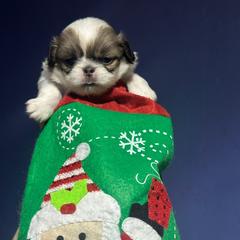 Sable girl - Sable and white female Japanese Chin puppy in Salem, Oregon from Chinnychinchinofsalem