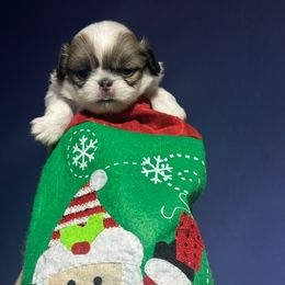 Sable girl - Sable and white female Japanese Chin puppy in Salem, Oregon from Chinnychinchinofsalem