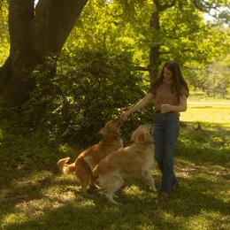 Golden Retriever All Grown Up from Magnolia Farm