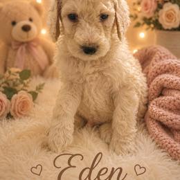 Eden - Apricot female Poodle puppy in Washington, Pennsylvania from Patriotic Poodles
