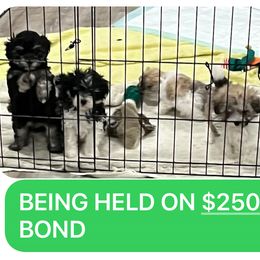 Maltipoo Puppies from ELIZABETH VENDLEY
