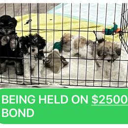 Maltipoo Puppies from ELIZABETH VENDLEY