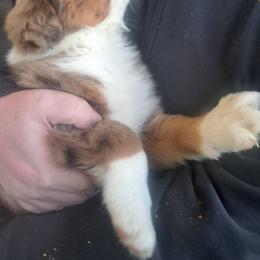 Boy 2 - Red merle male Australian Shepherd puppy in Bowler, Wisconsin from Stice's Australian Shepherds