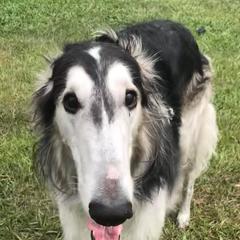 Borzois from Russian Borzoi