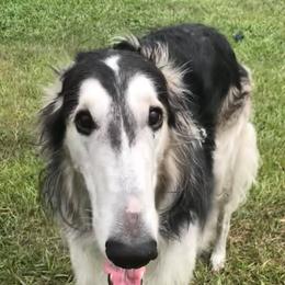Borzois from Russian Borzoi