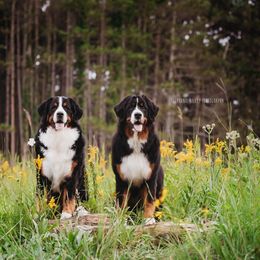 Bernese Mountain Dogs from Gusto Bernese Mountain Dogs